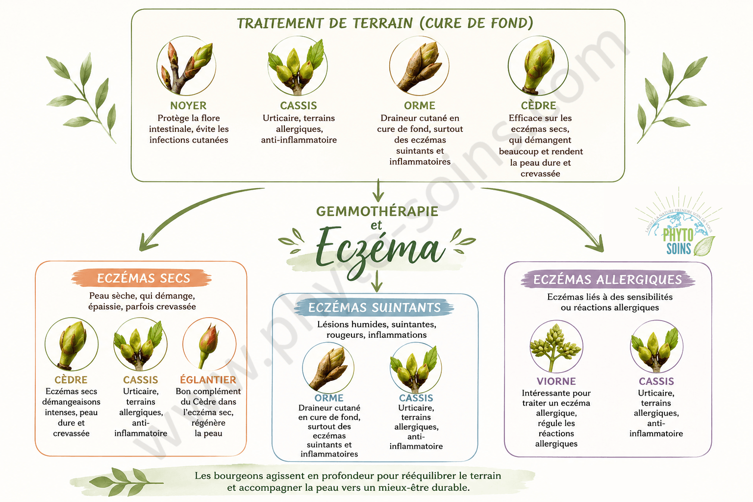 Gemmothérapie et eczémas par phyto-soins
